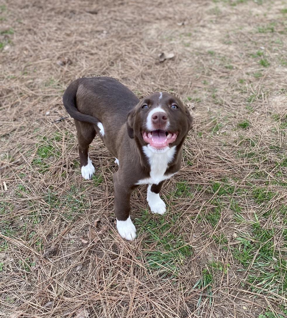 Enlarge Harper, an adopted mixed breed in Pembroke, MA image 5/5