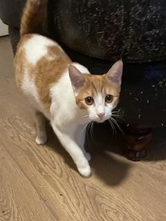 Camille — thumbnail 3