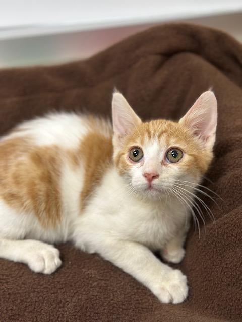 Camille — thumbnail 4