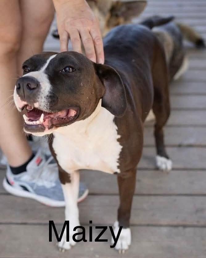 Maizy, Adoptable, Adult Female American Bulldog.