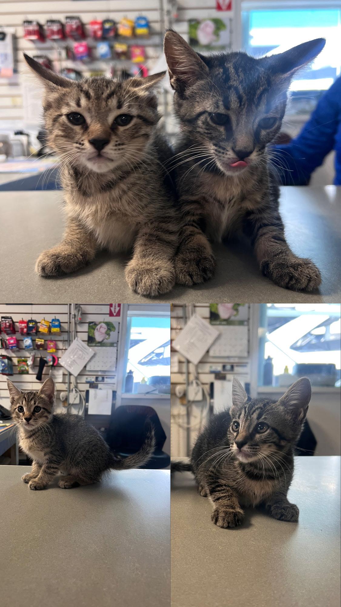 Susy and Sassy (adoptable together or separate), Adoptable, Kitten Female Domestic Short Hair.