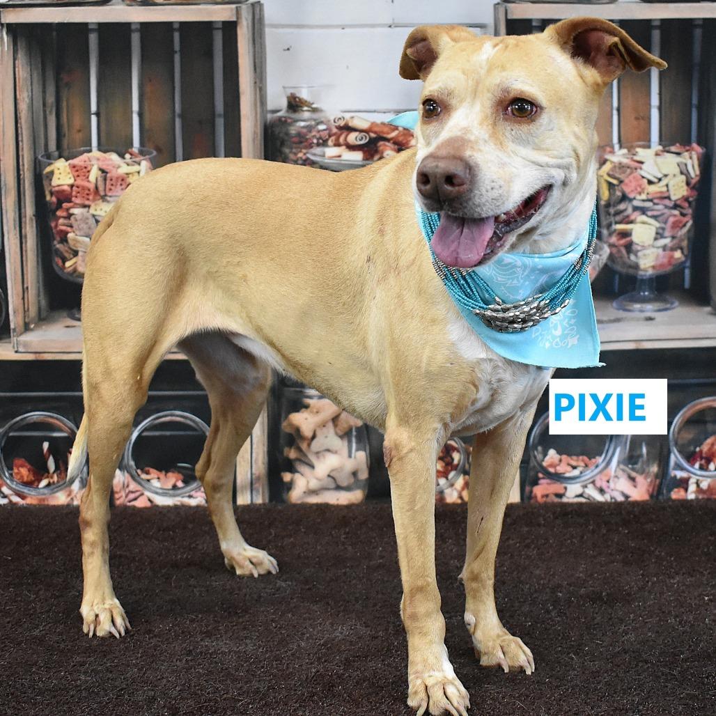 Enlarge Pixie, a Adoptable Mixed Breed in Yuma, AZ image 1/4