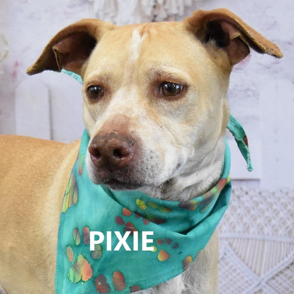 Enlarge Pixie, a Adoptable Mixed Breed in Yuma, AZ image 2/4