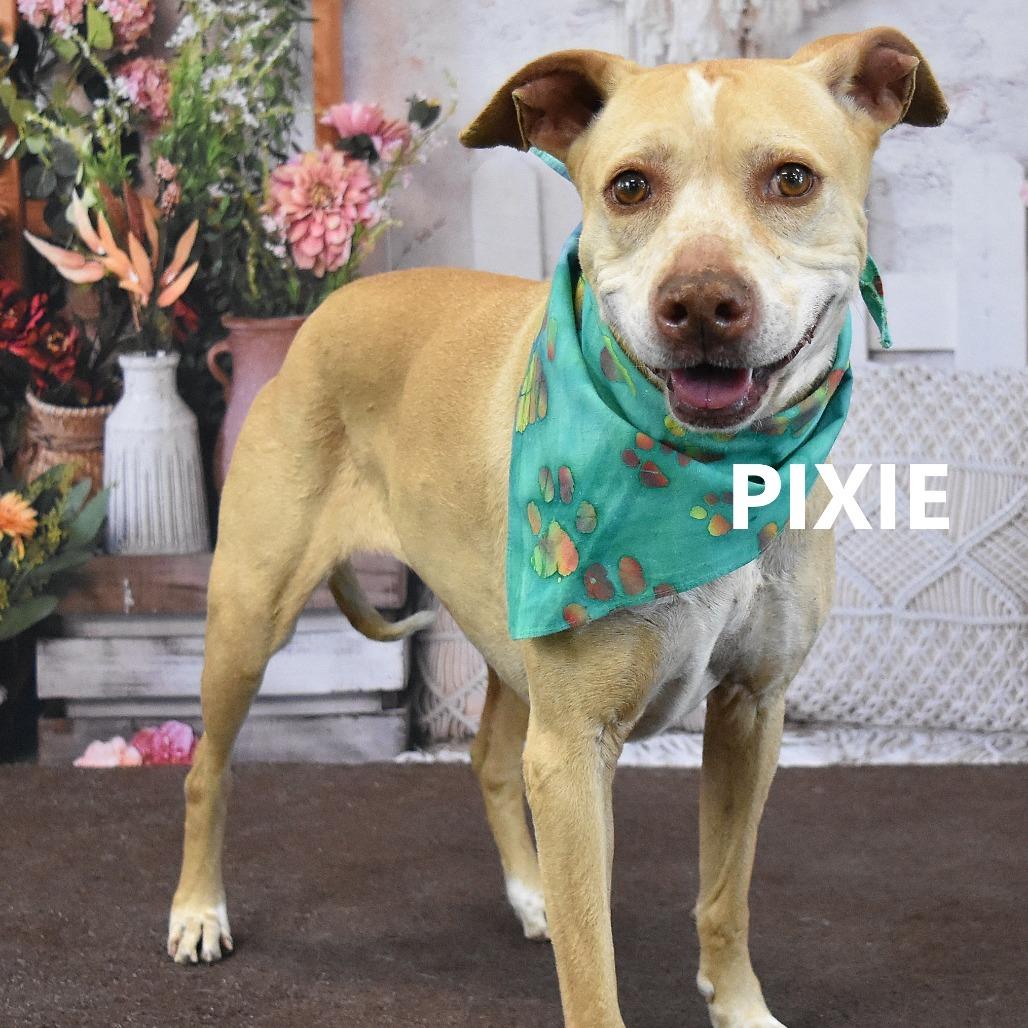 Enlarge Pixie, a Adoptable Mixed Breed in Yuma, AZ image 3/4