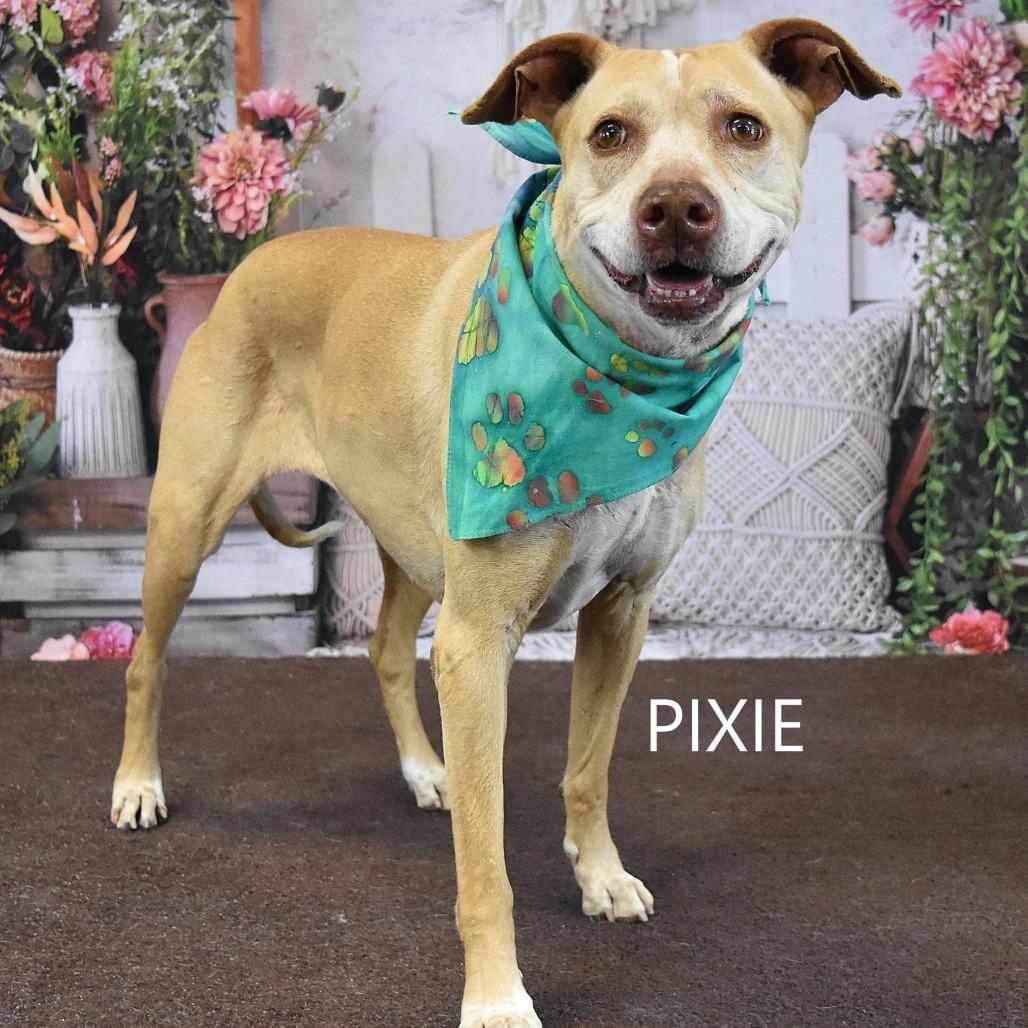 Enlarge Pixie, a Adoptable Mixed Breed in Yuma, AZ image 4/4