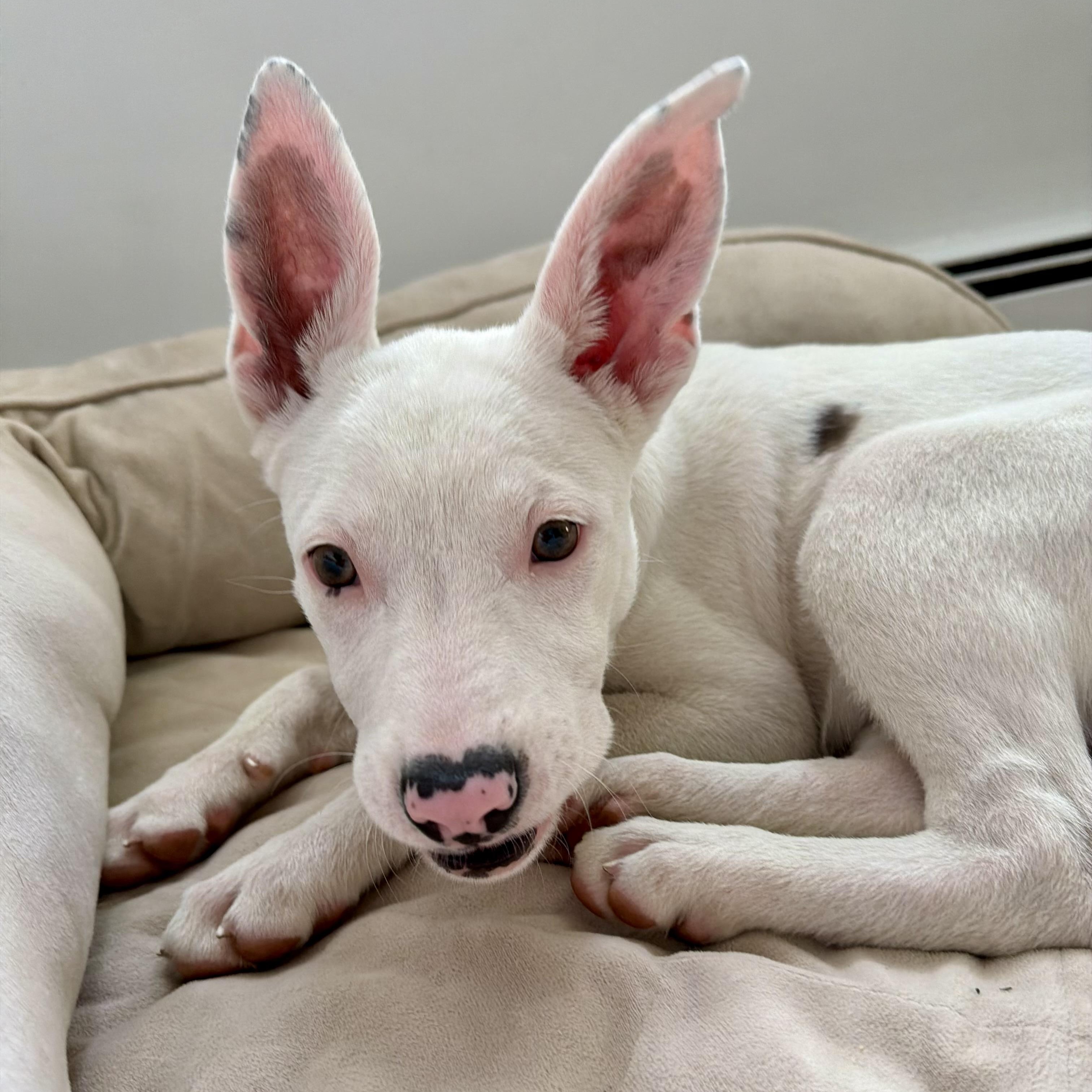 Enlarge Cindy, a Adoptable mixed breed in Paramus, NJ image 2/6