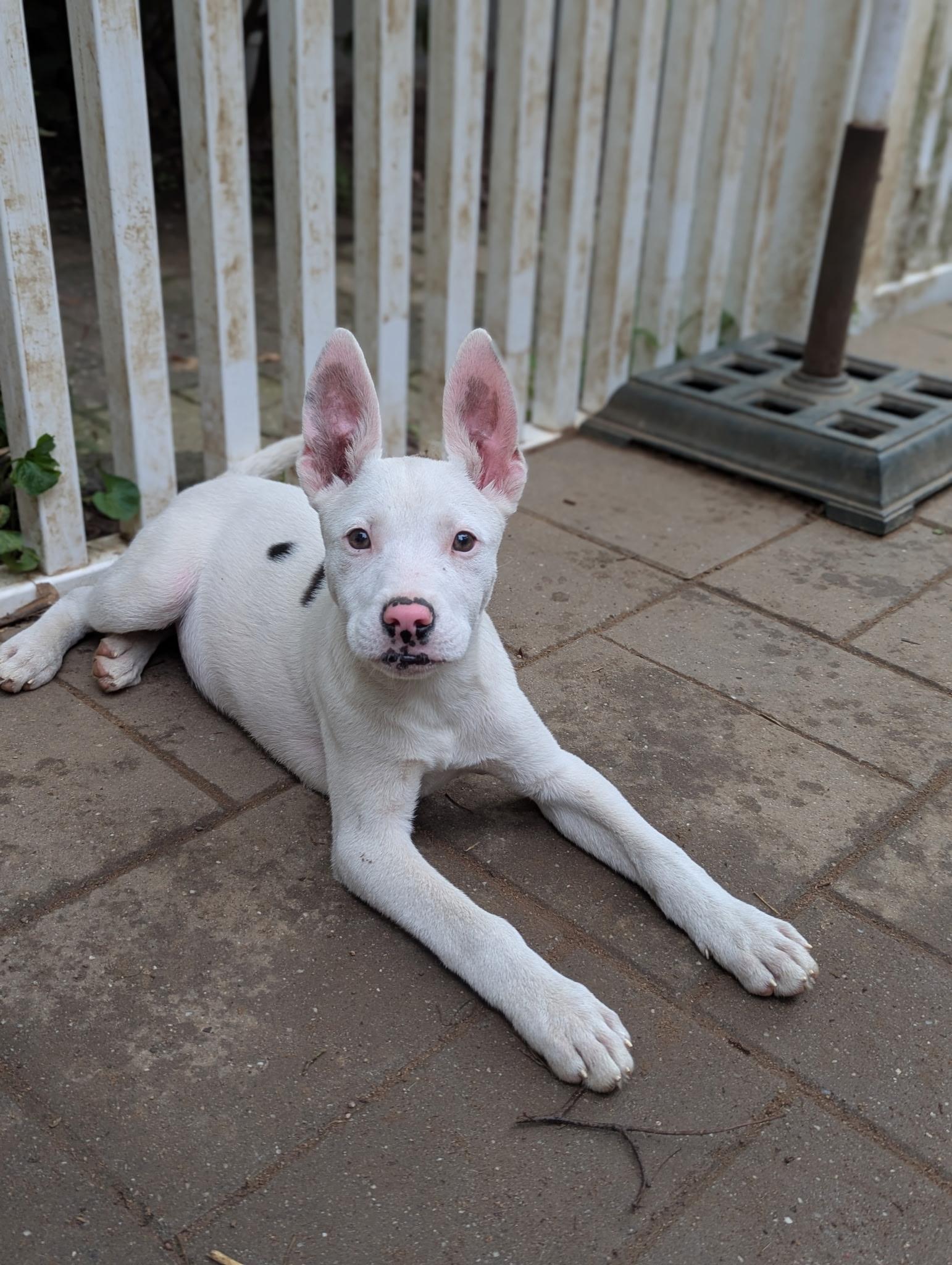 Enlarge Cindy, a Adoptable mixed breed in Paramus, NJ image 6/6