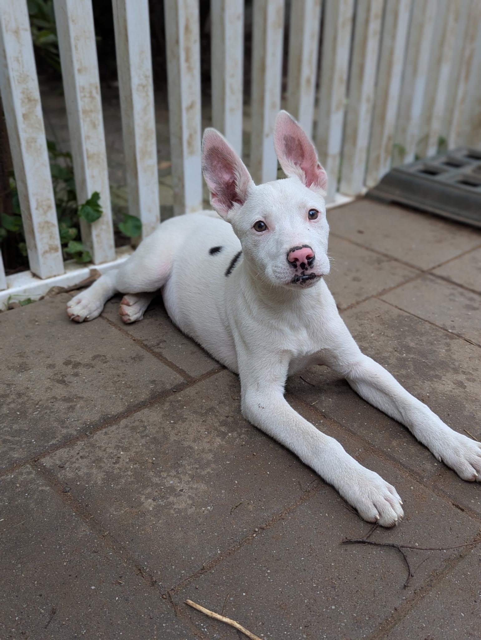 Enlarge Cindy, a Adoptable mixed breed in Paramus, NJ image 2/6
