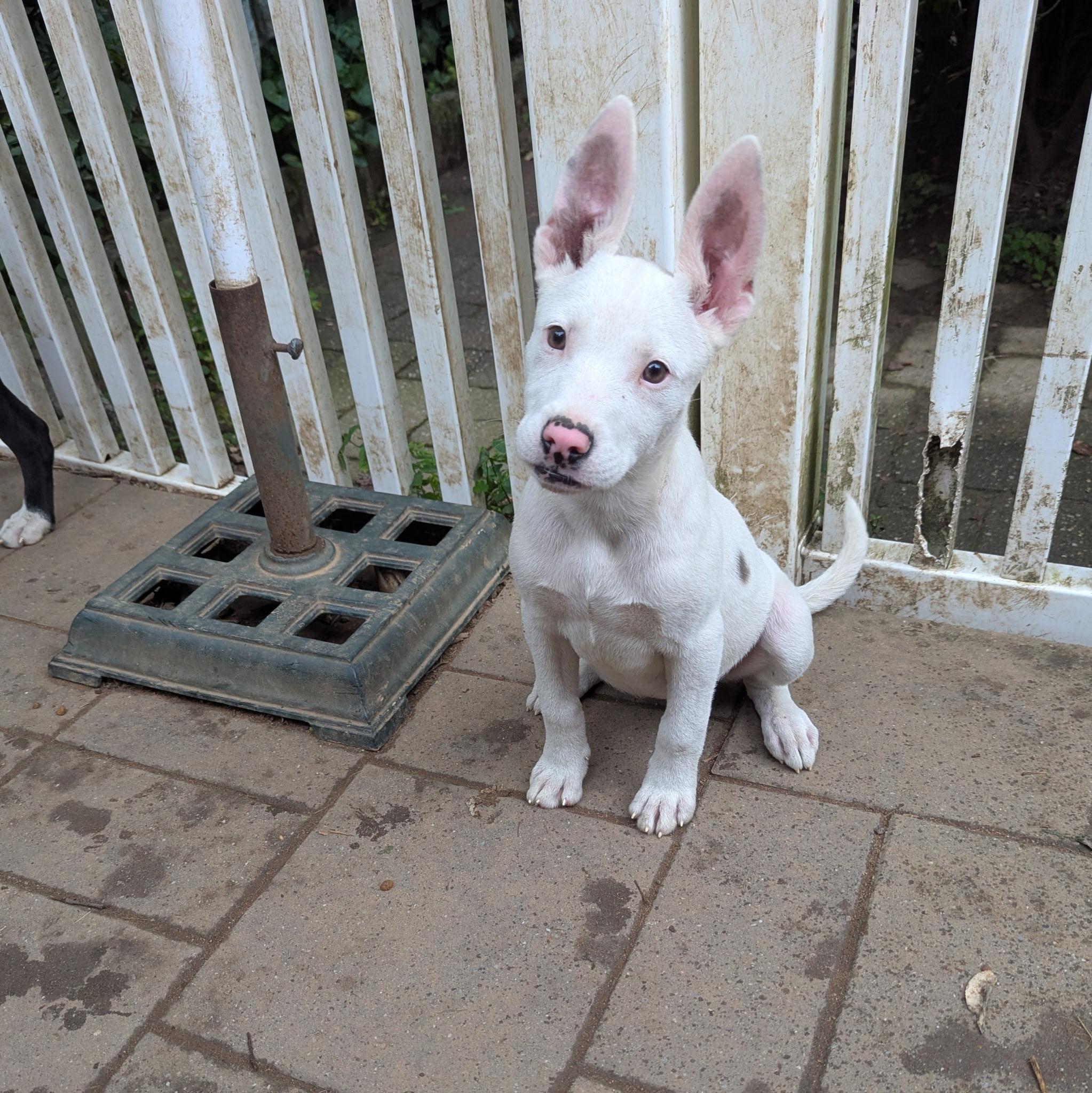 Enlarge Cindy, a Adoptable mixed breed in Paramus, NJ image 5/6
