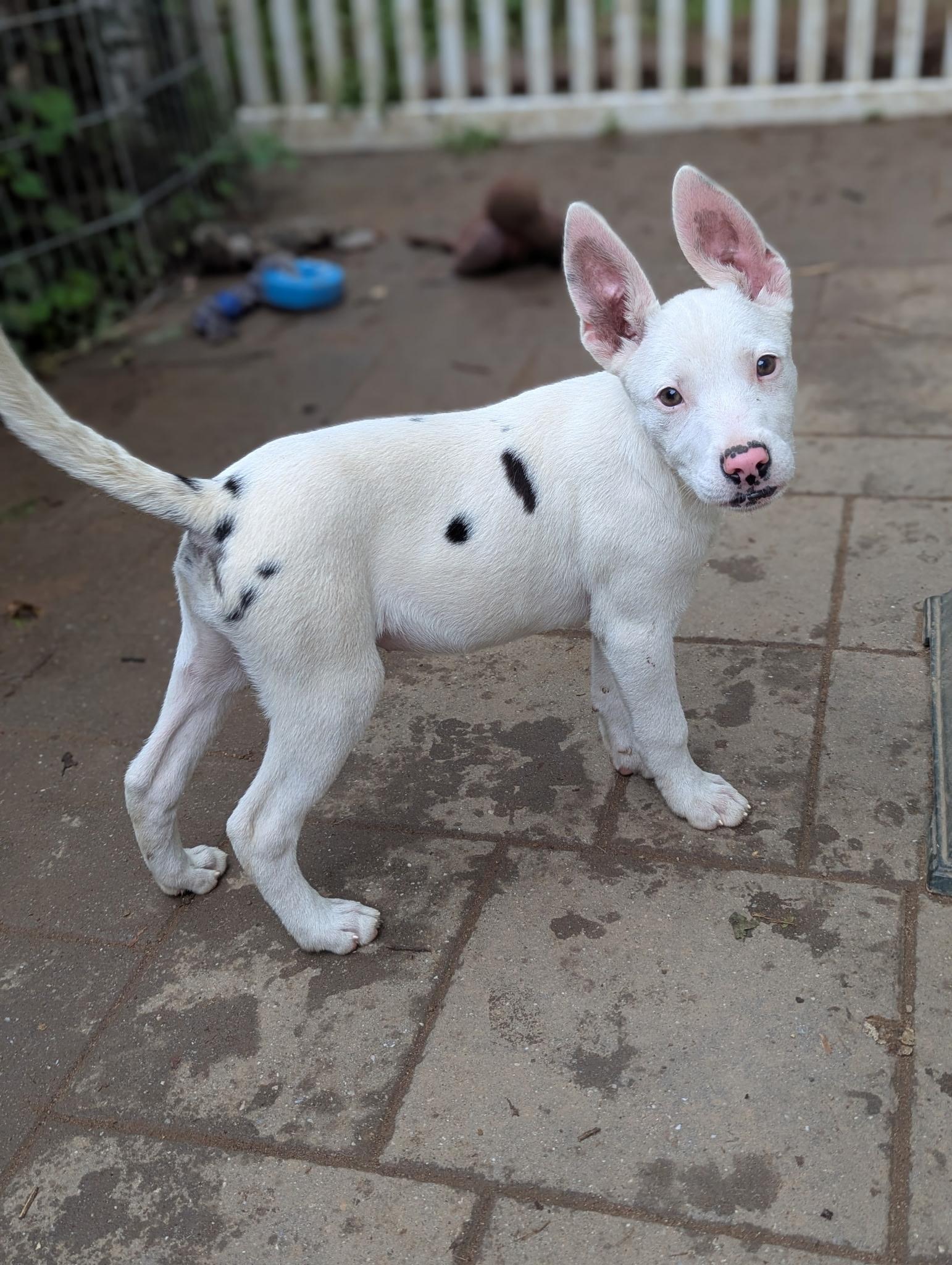 Enlarge Cindy, a Adoptable mixed breed in Paramus, NJ image 4/6