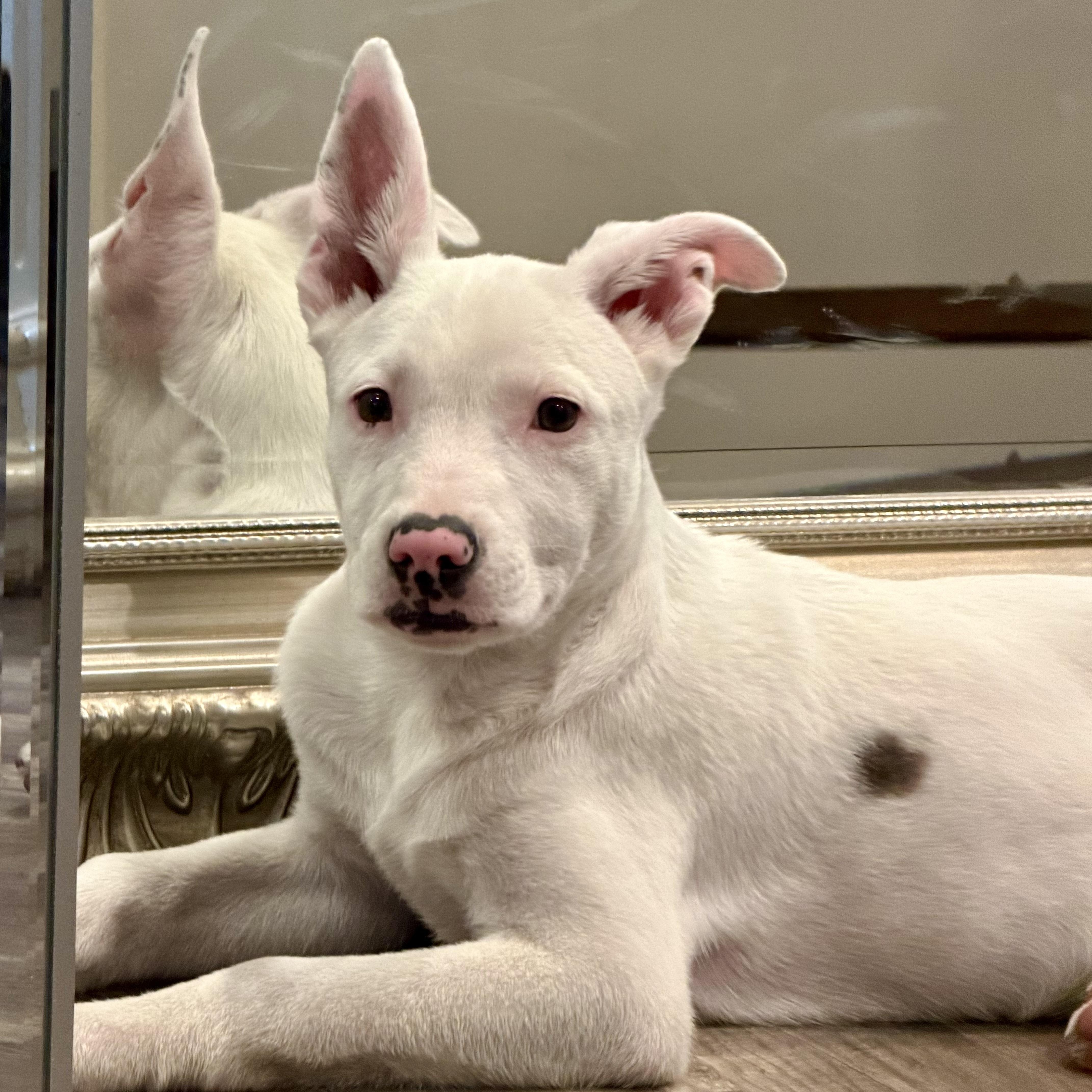 Enlarge Cindy, a Adoptable mixed breed in Paramus, NJ image 6/6