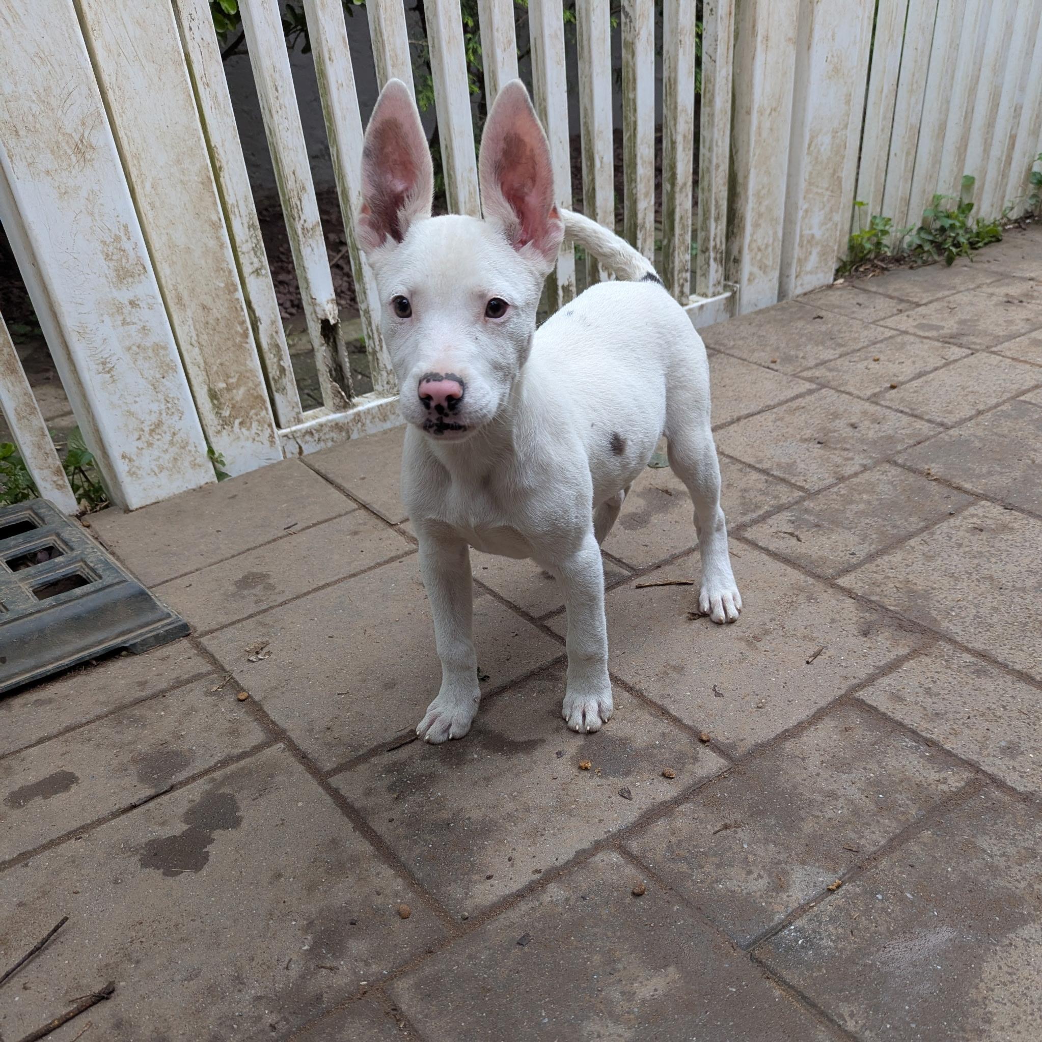 Enlarge Cindy, a Adoptable mixed breed in Paramus, NJ image 3/6