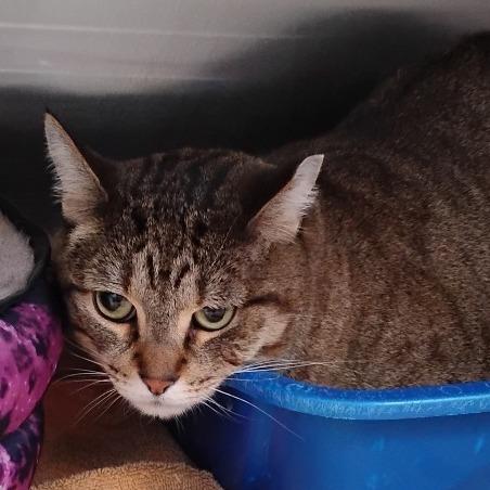 Servie, Adoptable, Adult Female Domestic Short Hair.