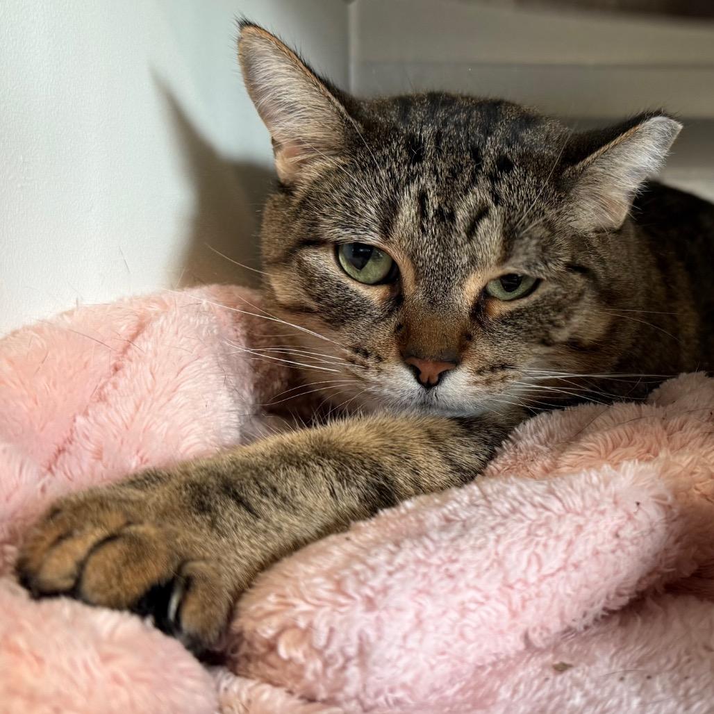 Enlarge Servie, a Adoptable Domestic Short Hair in Cedaredge, CO image 3/4