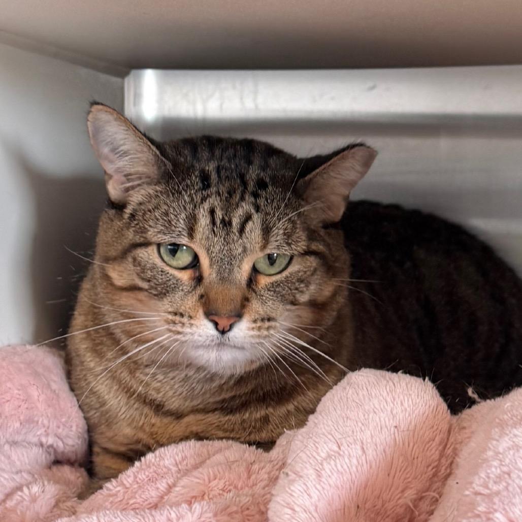 Enlarge Servie, a Adoptable Domestic Short Hair in Cedaredge, CO image 4/4