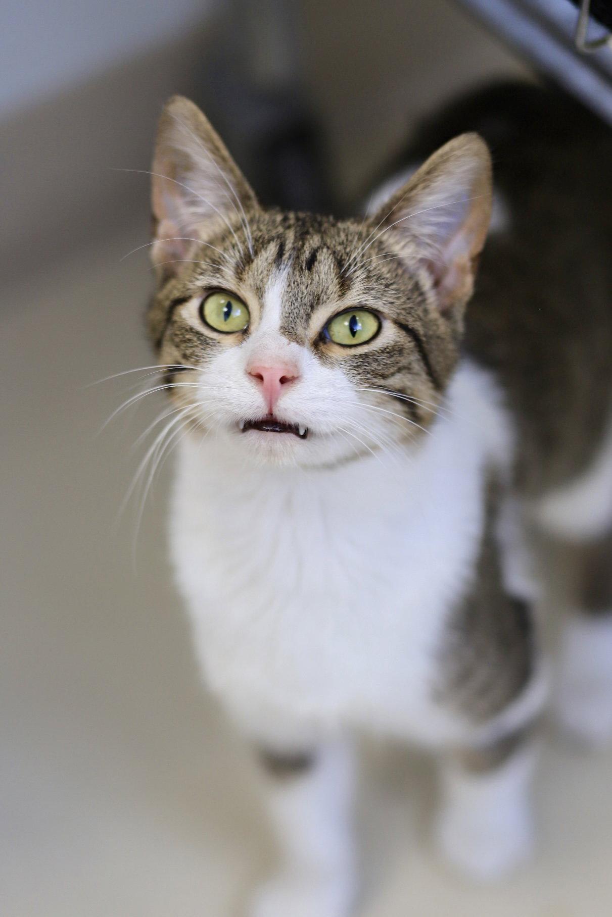 Juan, Adoptable, Young Male Domestic Short Hair.