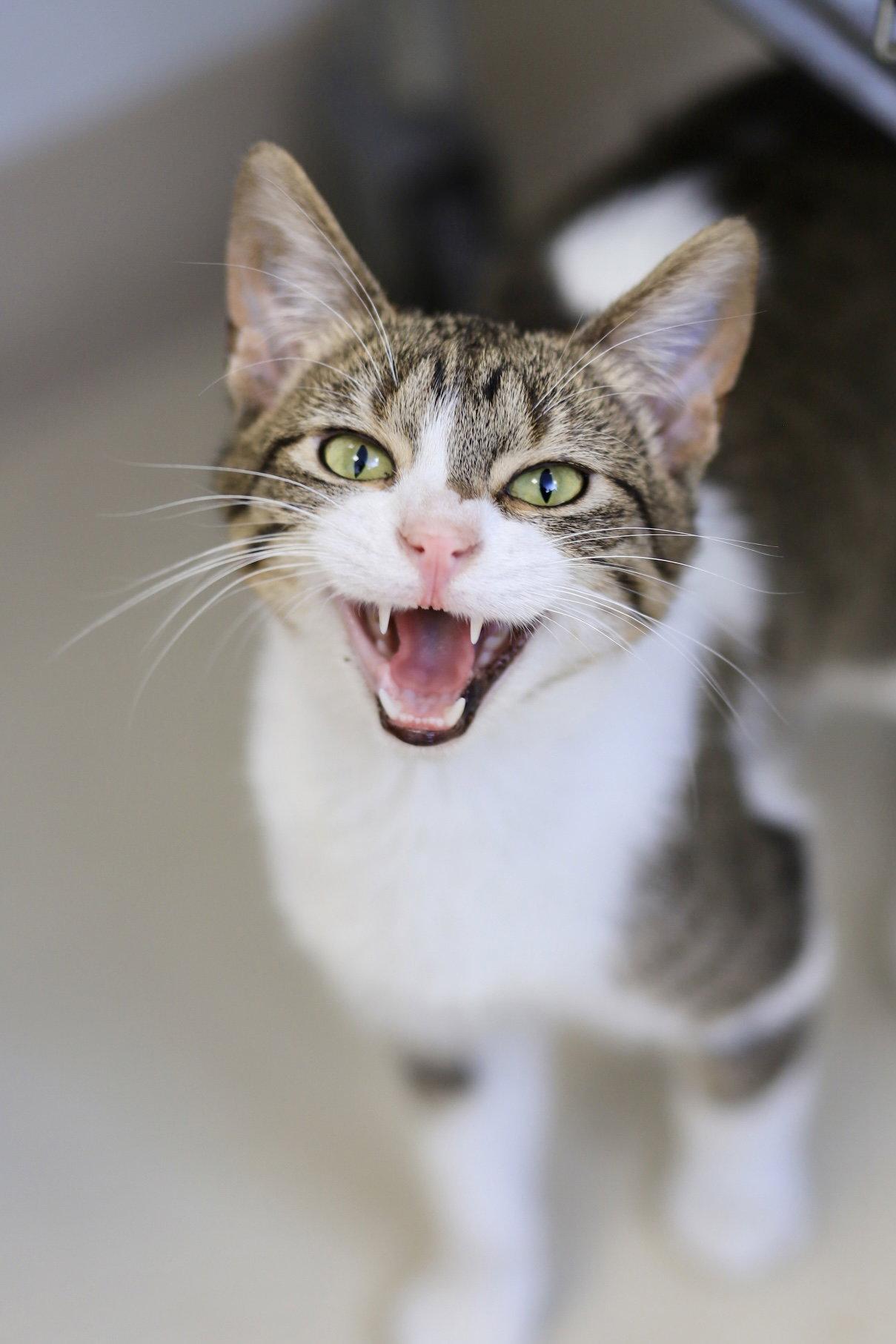 Enlarge Juan, a Adoptable Domestic Short Hair in Webster, WI image 2/2