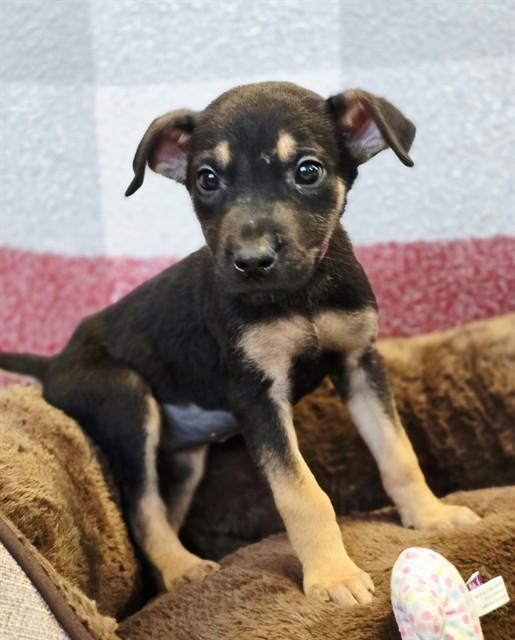 HOWLITE, Adoptable, Puppy Female German Shepherd Dog & Mixed Breed.