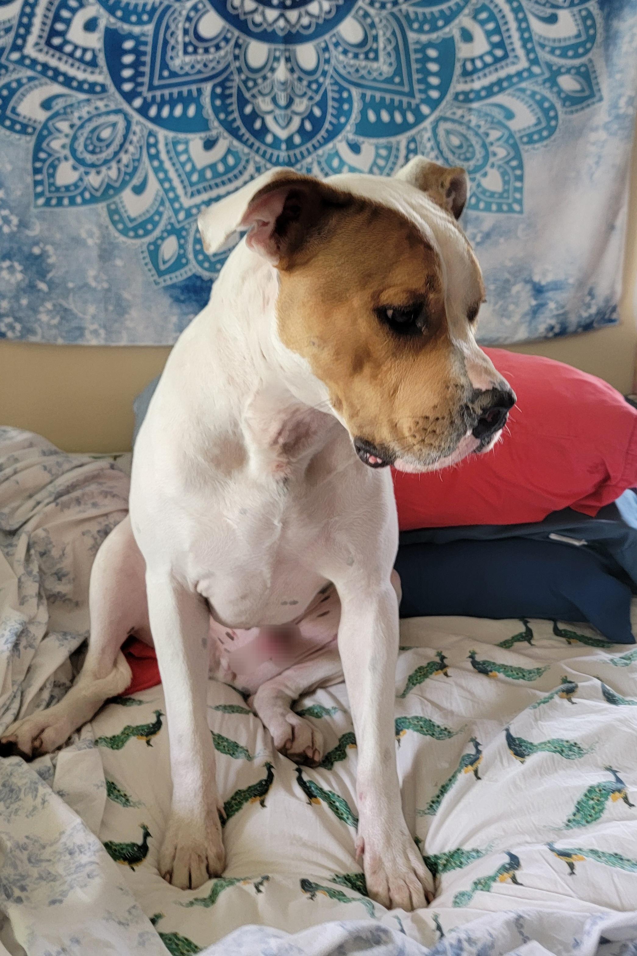 Enlarge Rosco, a ADOPTABLE mixed breed in Tomball, TX image 2/6