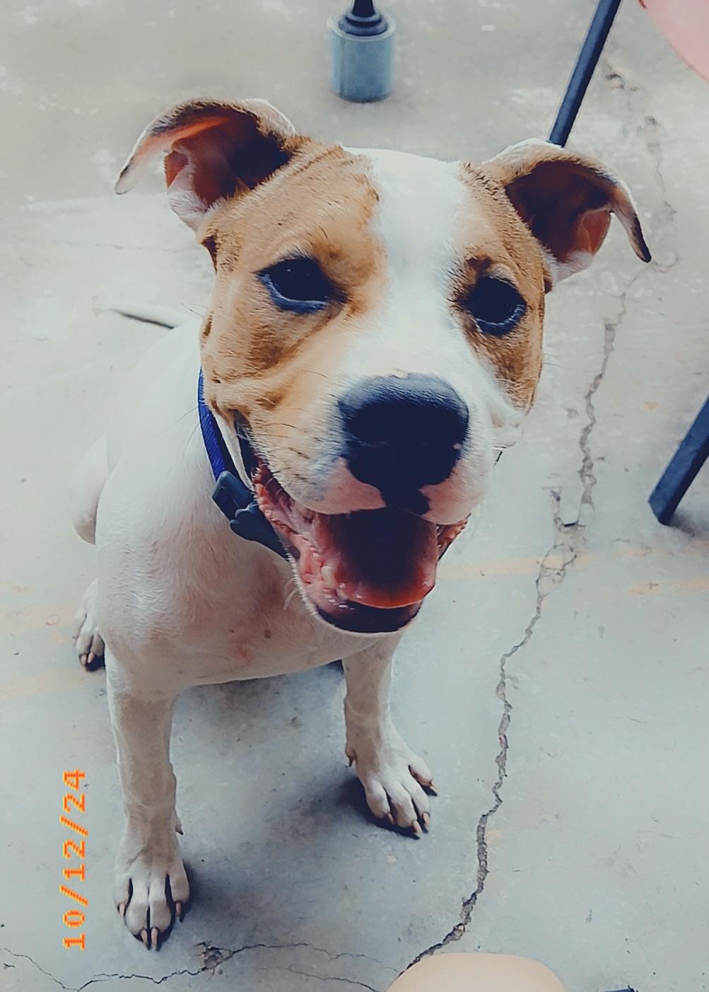 Enlarge Rosco, a ADOPTABLE mixed breed in Tomball, TX image 5/6