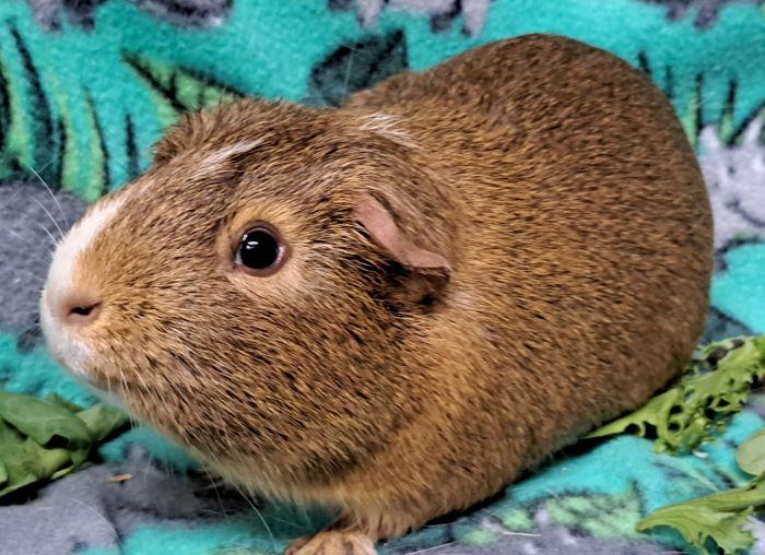 Enlarge Jerry, a ADOPTABLE Short-Haired in Steger, IL image 2/4