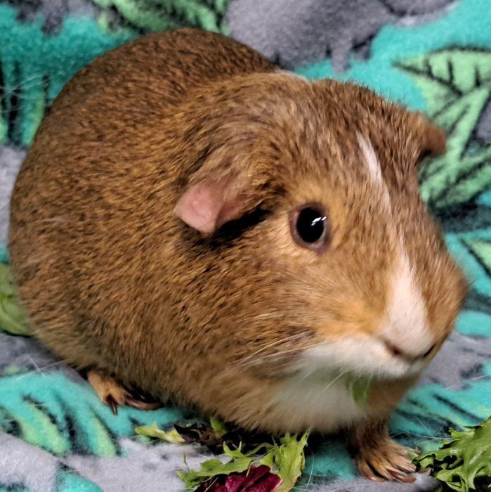 Enlarge Jerry, a ADOPTABLE Short-Haired in Steger, IL image 4/4