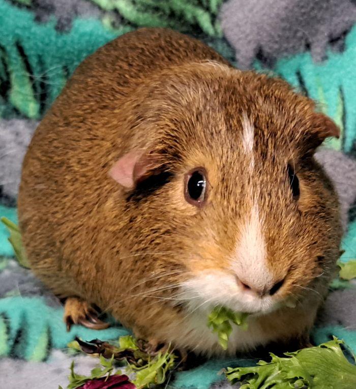 Enlarge Jerry, a ADOPTABLE Short-Haired in Steger, IL image 3/4