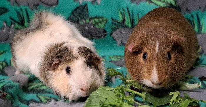 Jerry, ADOPTABLE, Adult Male Short-Haired.