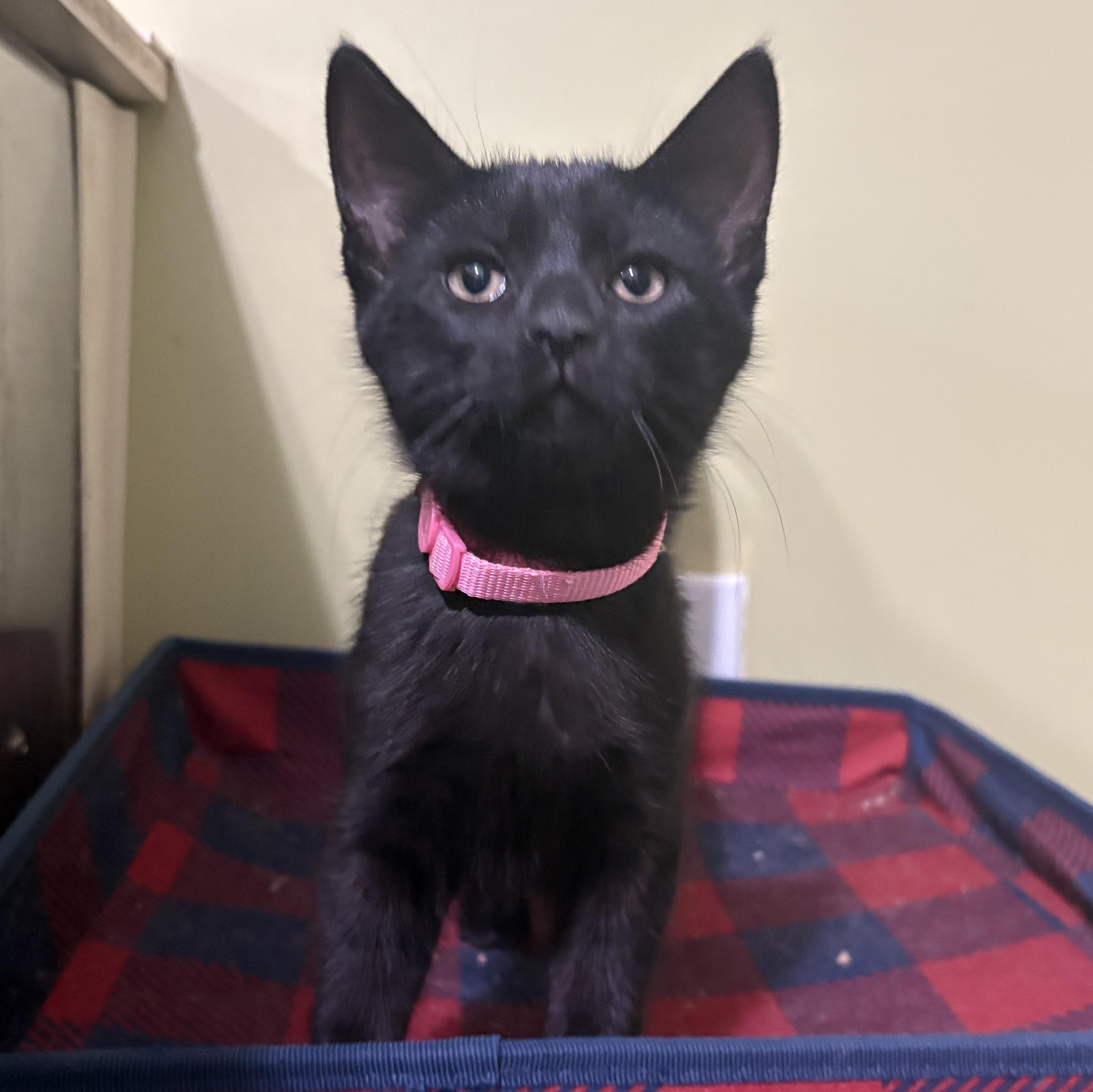 Star, an adopted Domestic Short Hair in East Brunswick, NJ image 2/3