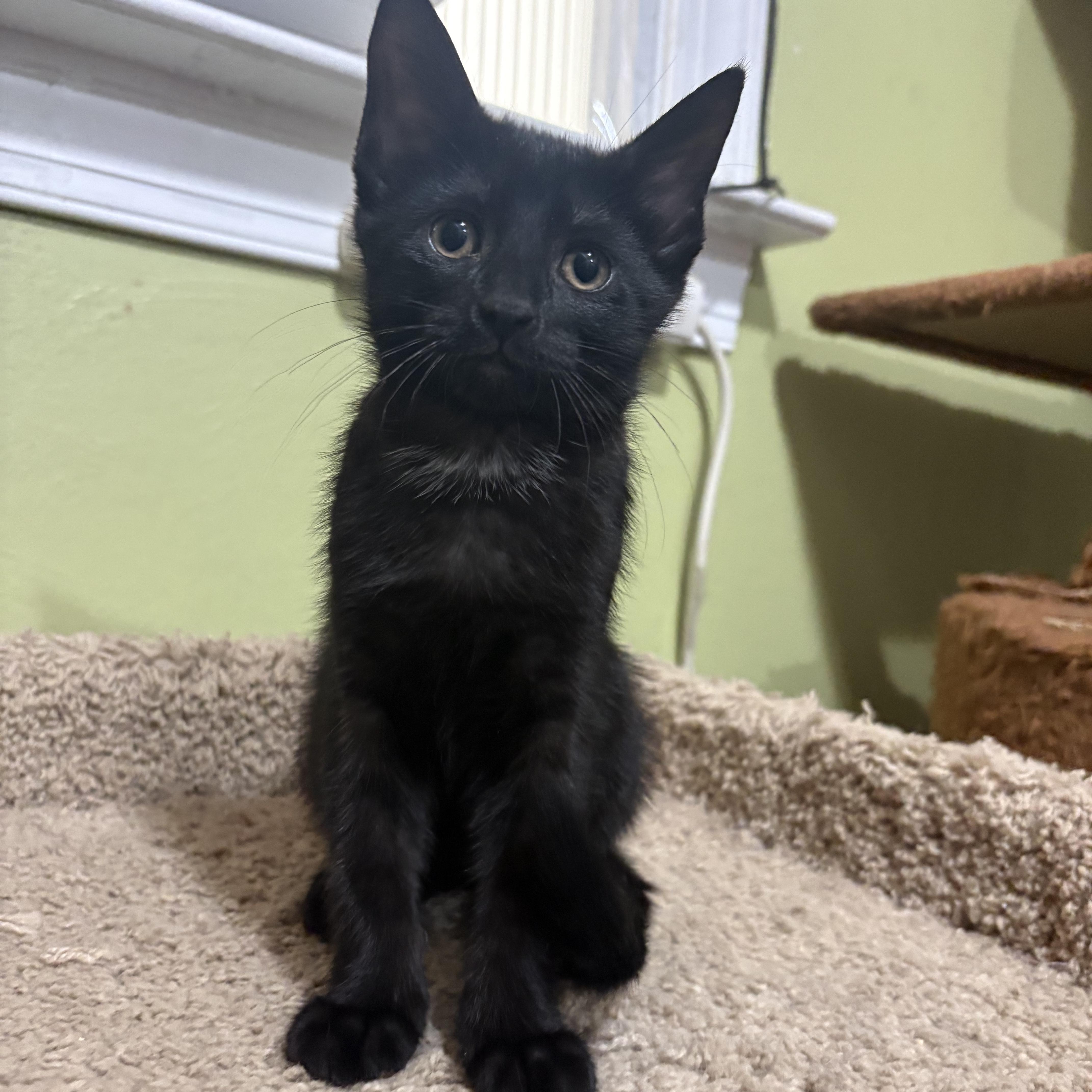 Star, adopted, Kitten Female Domestic Short Hair.