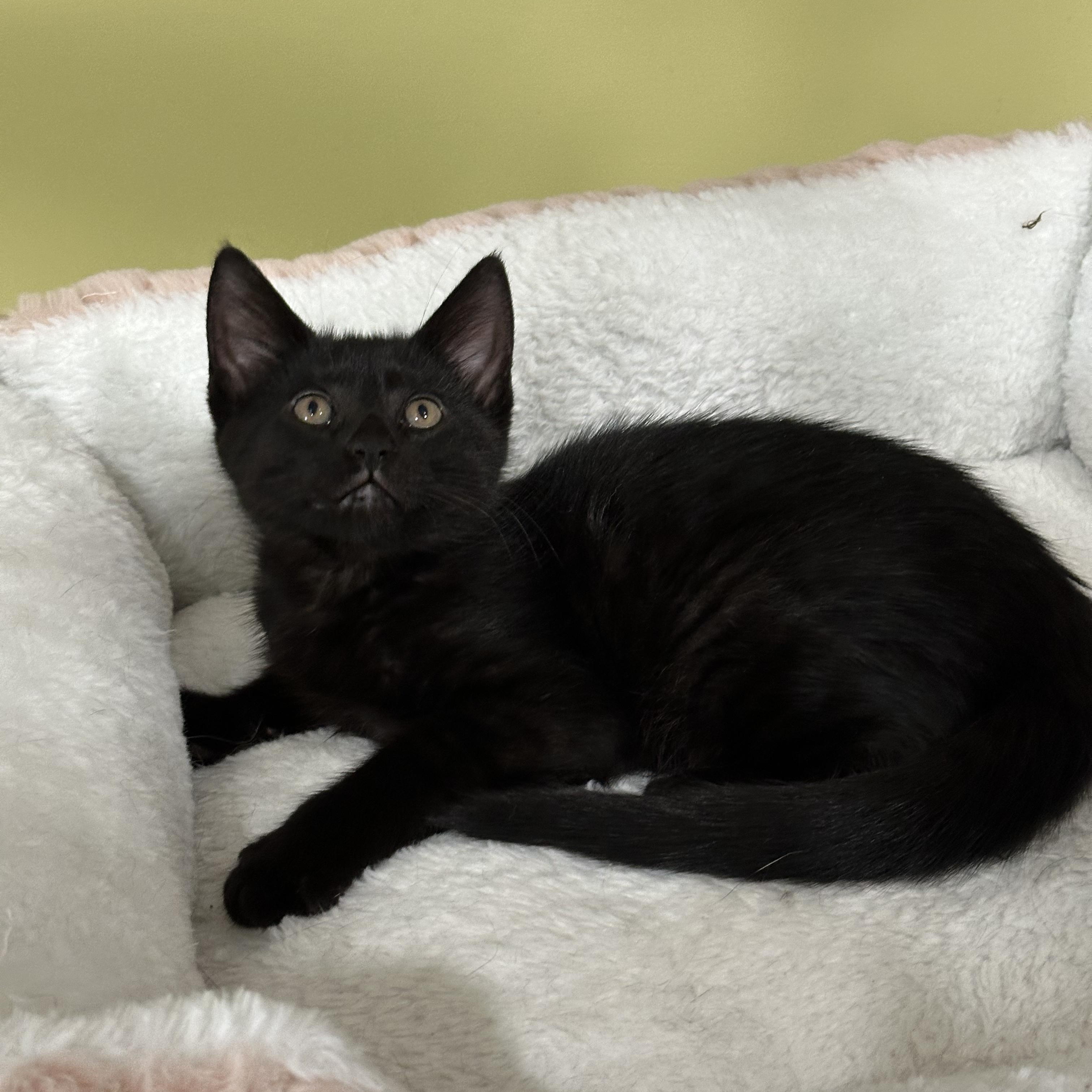 Star, an adopted Domestic Short Hair in East Brunswick, NJ image 3/3