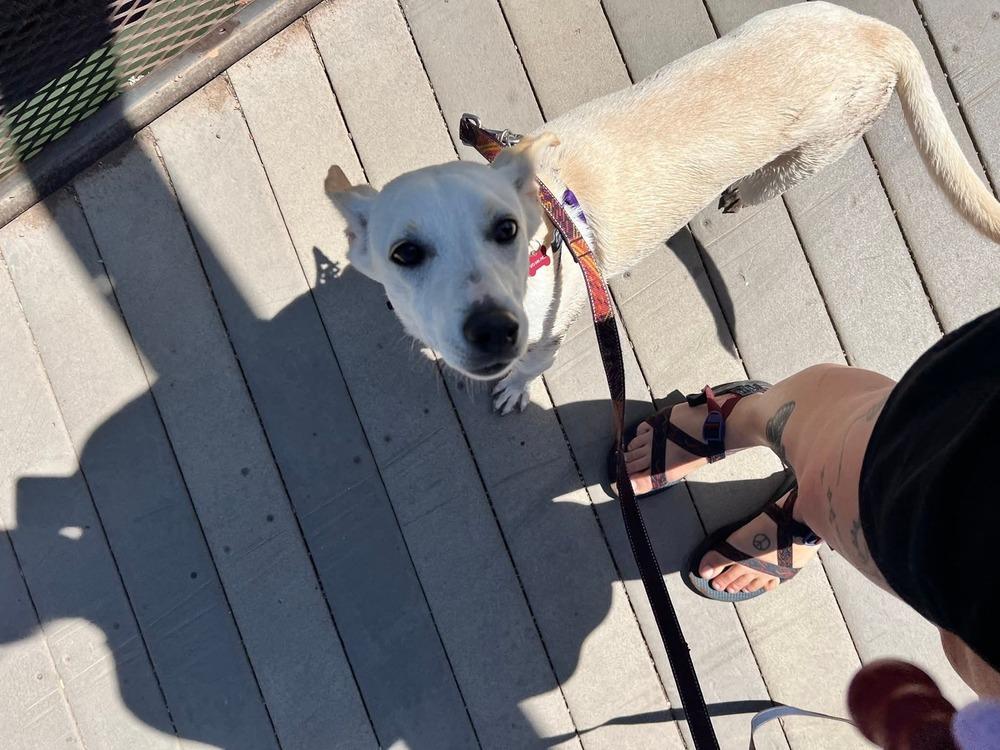 Luz Clarita, a Adoptable mixed breed in Cortez, CO image 1/6