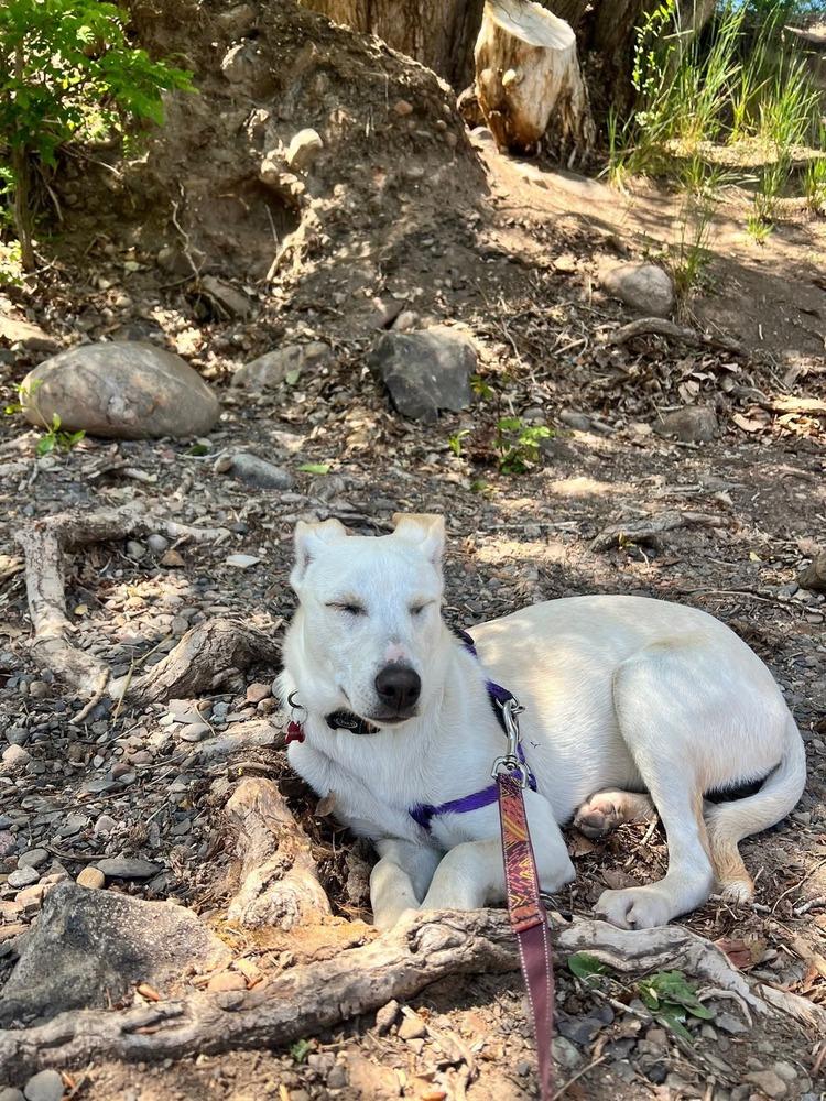 Luz Clarita, a Adoptable mixed breed in Cortez, CO image 2/6