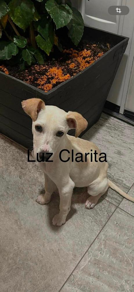 Luz Clarita, a Adoptable mixed breed in Cortez, CO image 1/2