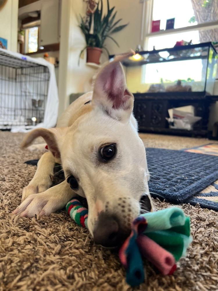 Luz Clarita, a Adoptable mixed breed in Cortez, CO image 3/6