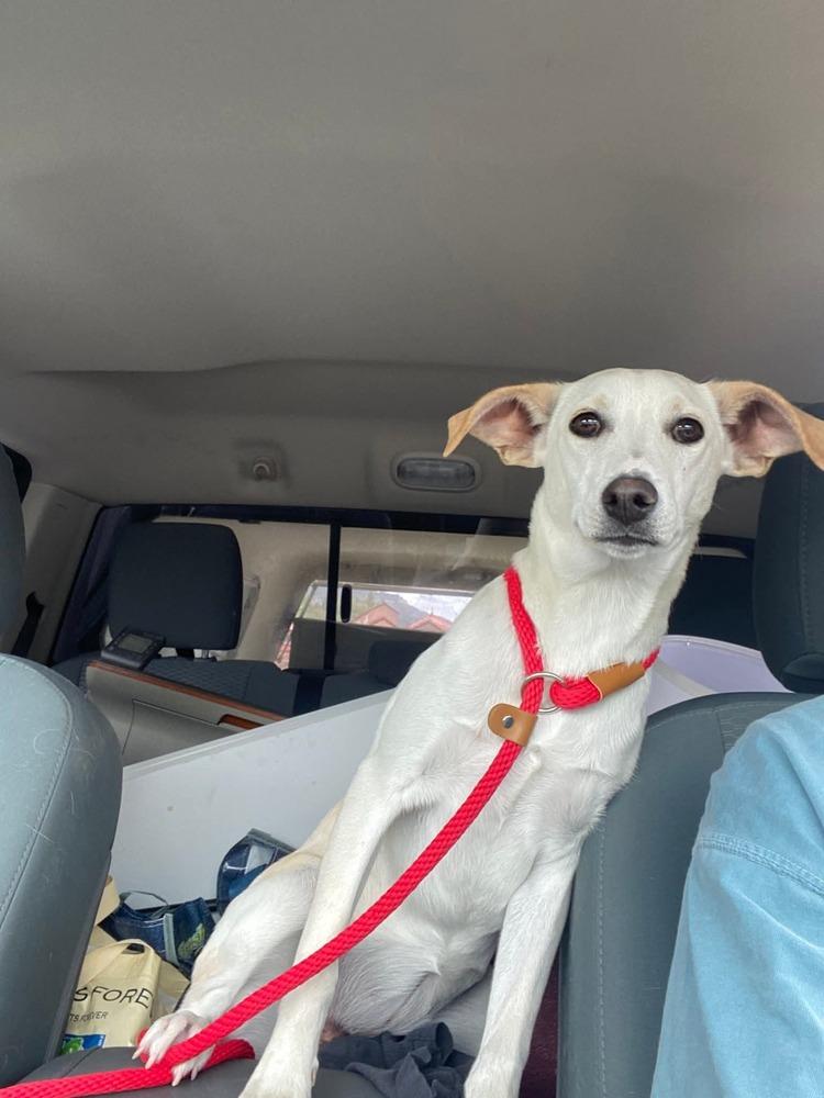 Luz Clarita, a Adoptable mixed breed in Cortez, CO image 4/6