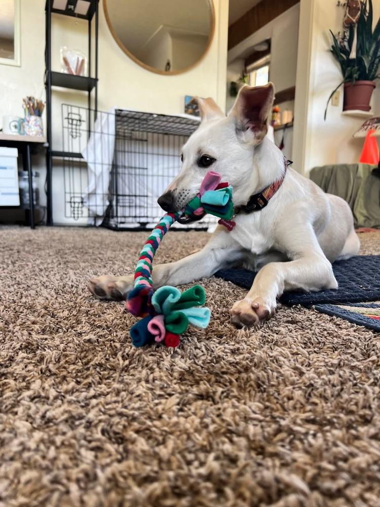 Luz Clarita, a Adoptable mixed breed in Cortez, CO image 5/6