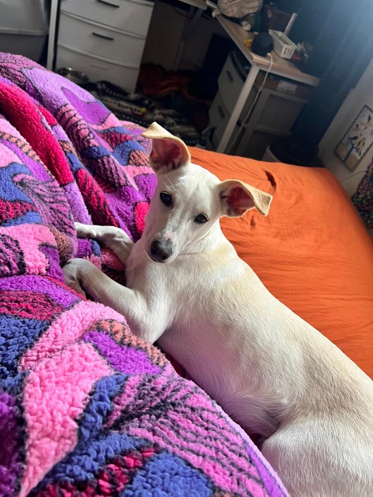 Luz Clarita, a Adoptable mixed breed in Cortez, CO image 6/6