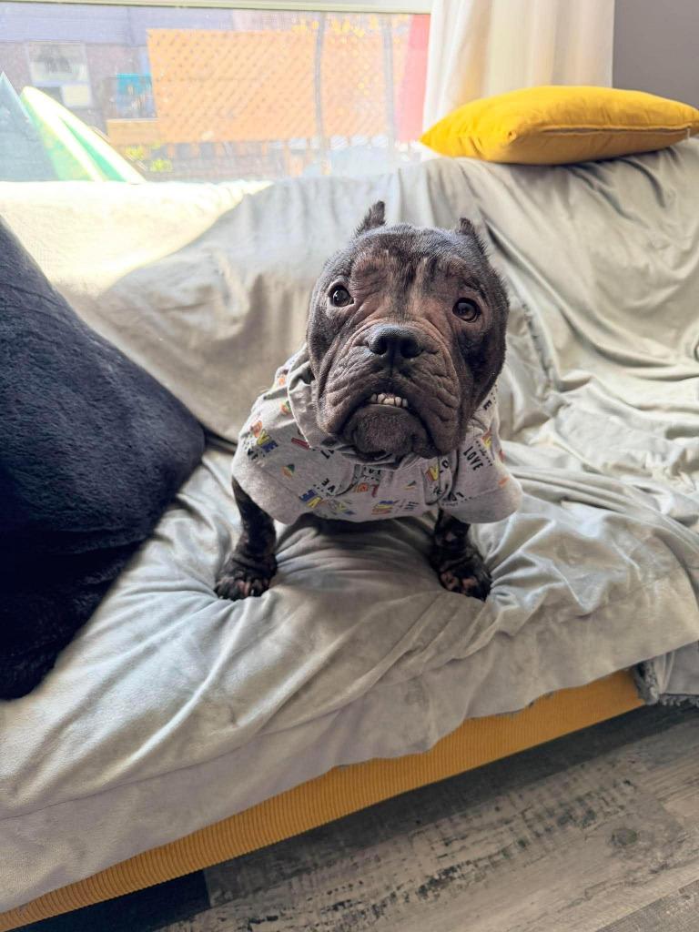 Enlarge Tinsley, a Adoptable mixed breed in Toronto, ON image 1/1
