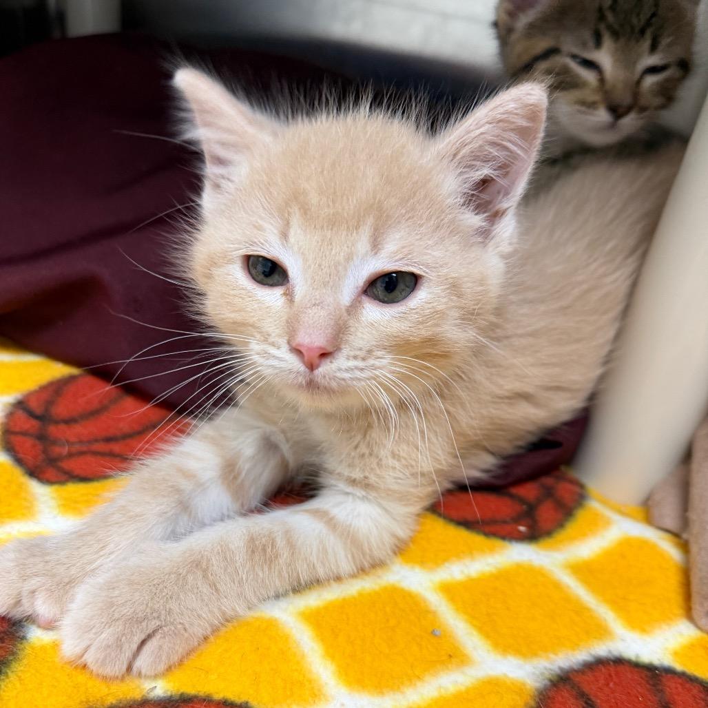 Boreal, Adoptable, Kitten Male Domestic Short Hair.