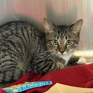 Ruby, Adoptable, Kitten Female Domestic Short Hair.