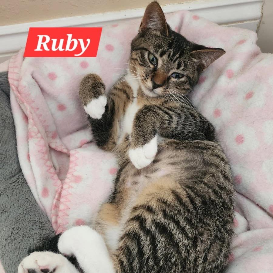 Ruby, a Adoptable Domestic Short Hair in Knoxville, TN image 2/3