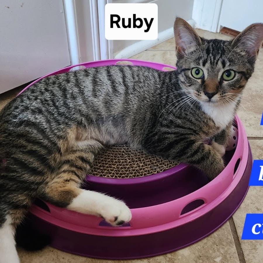 Ruby, a Adoptable Domestic Short Hair in Knoxville, TN image 3/3