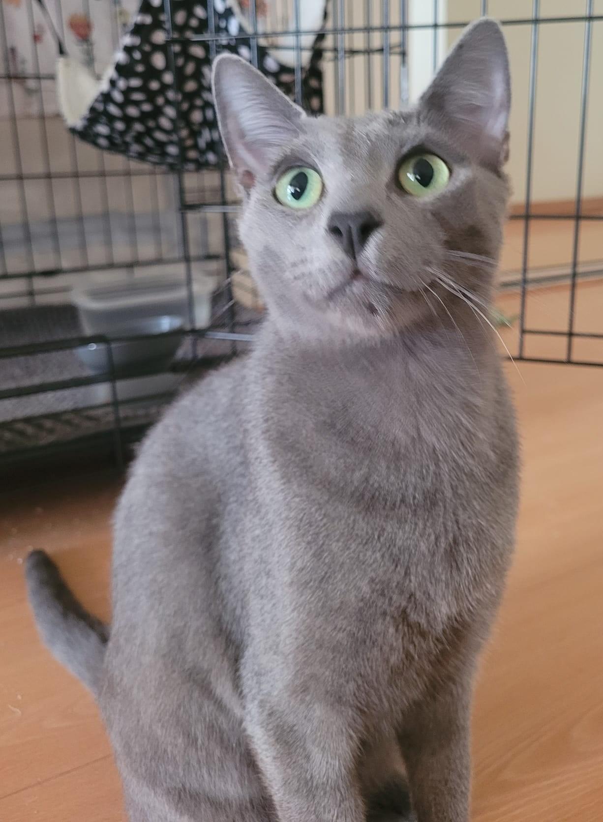 Freddie, Adoptable, Young Male Domestic Short Hair.