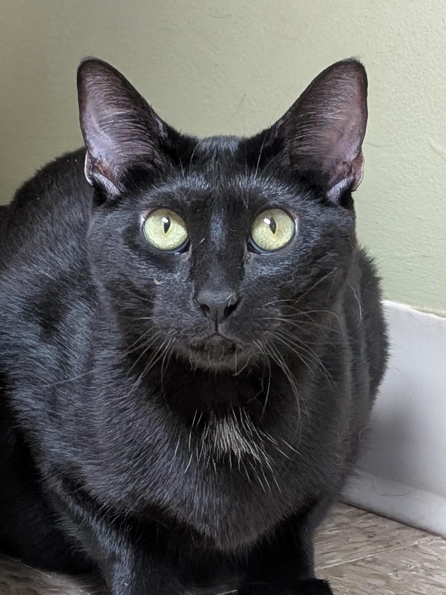 Destiny, Adoptable, Adult Female Domestic Short Hair.