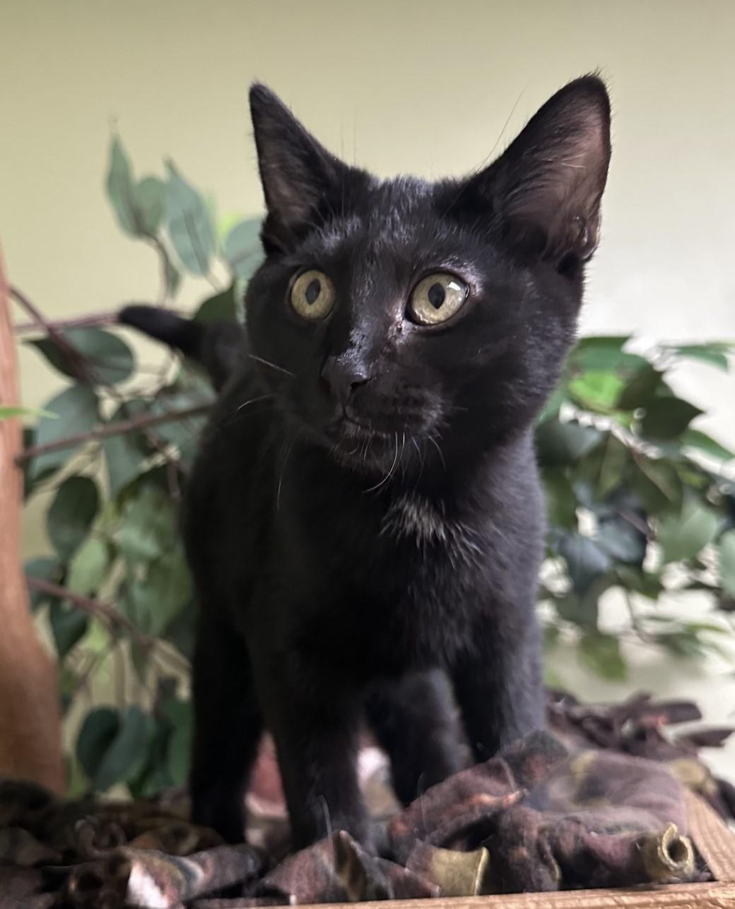 Enlarge Destiny, a Adoptable Domestic Short Hair in Hastings, NE image 2/3