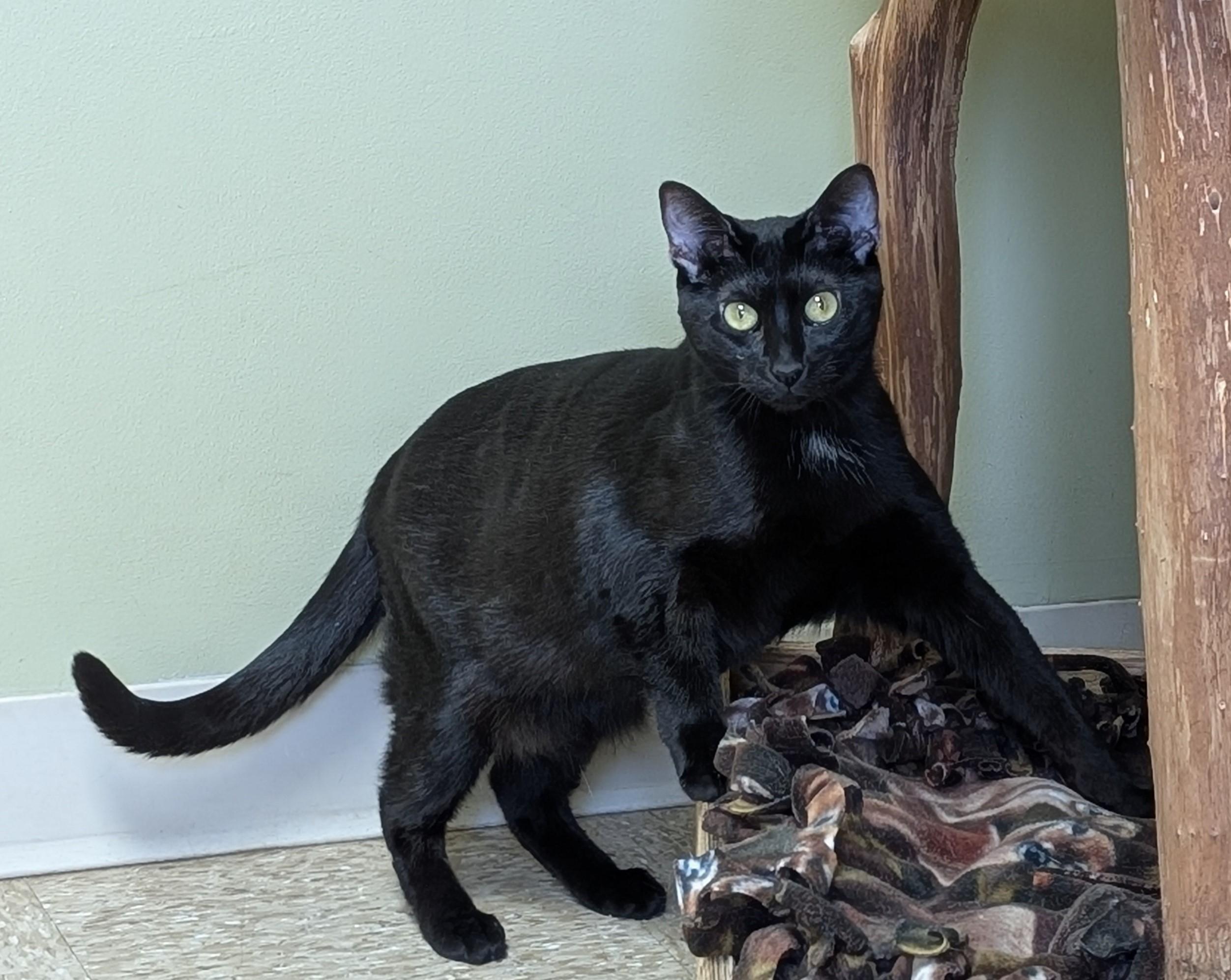 Enlarge Destiny, a Adoptable Domestic Short Hair in Hastings, NE image 3/5