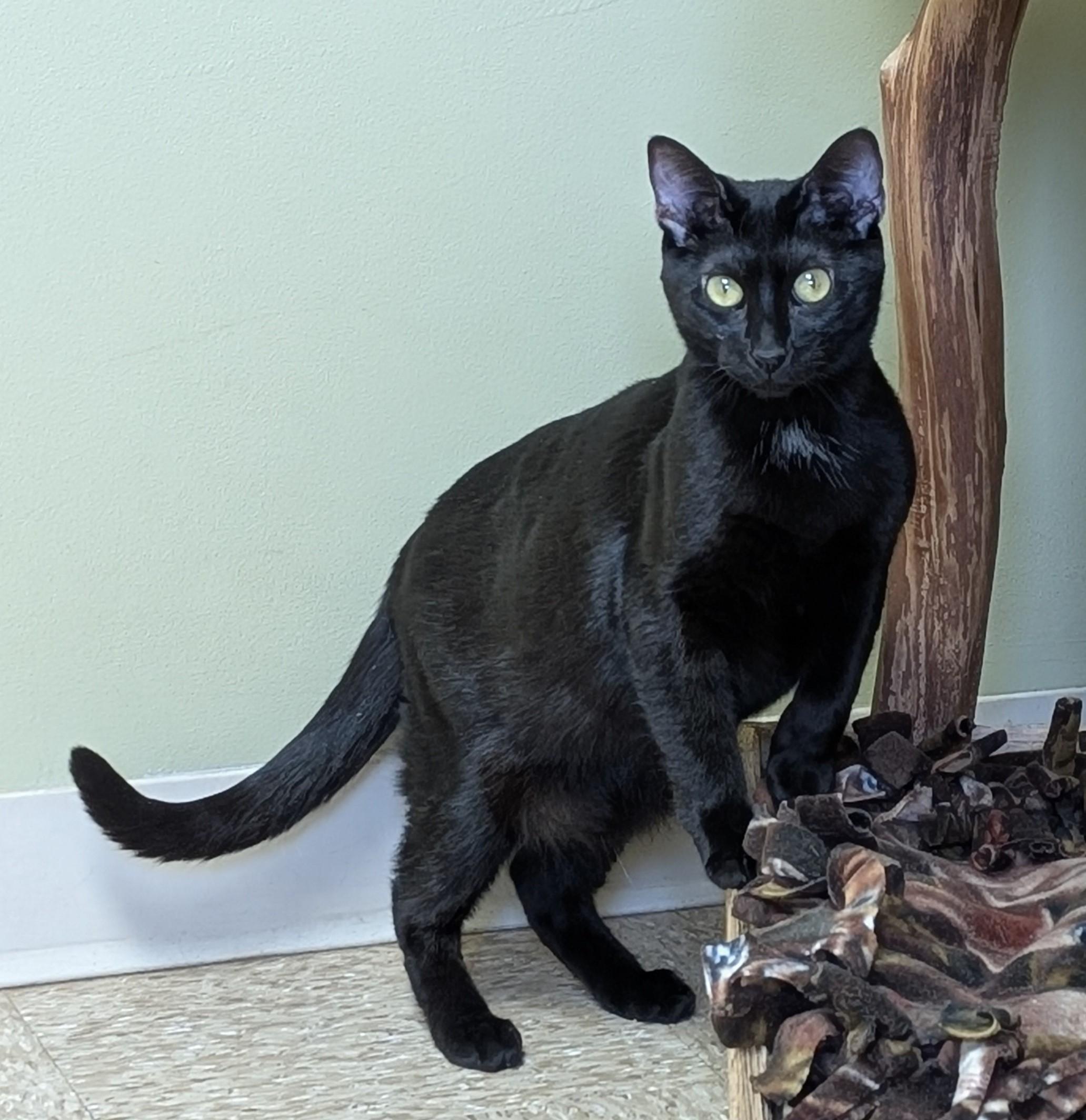 Enlarge Destiny, a Adoptable Domestic Short Hair in Hastings, NE image 2/5