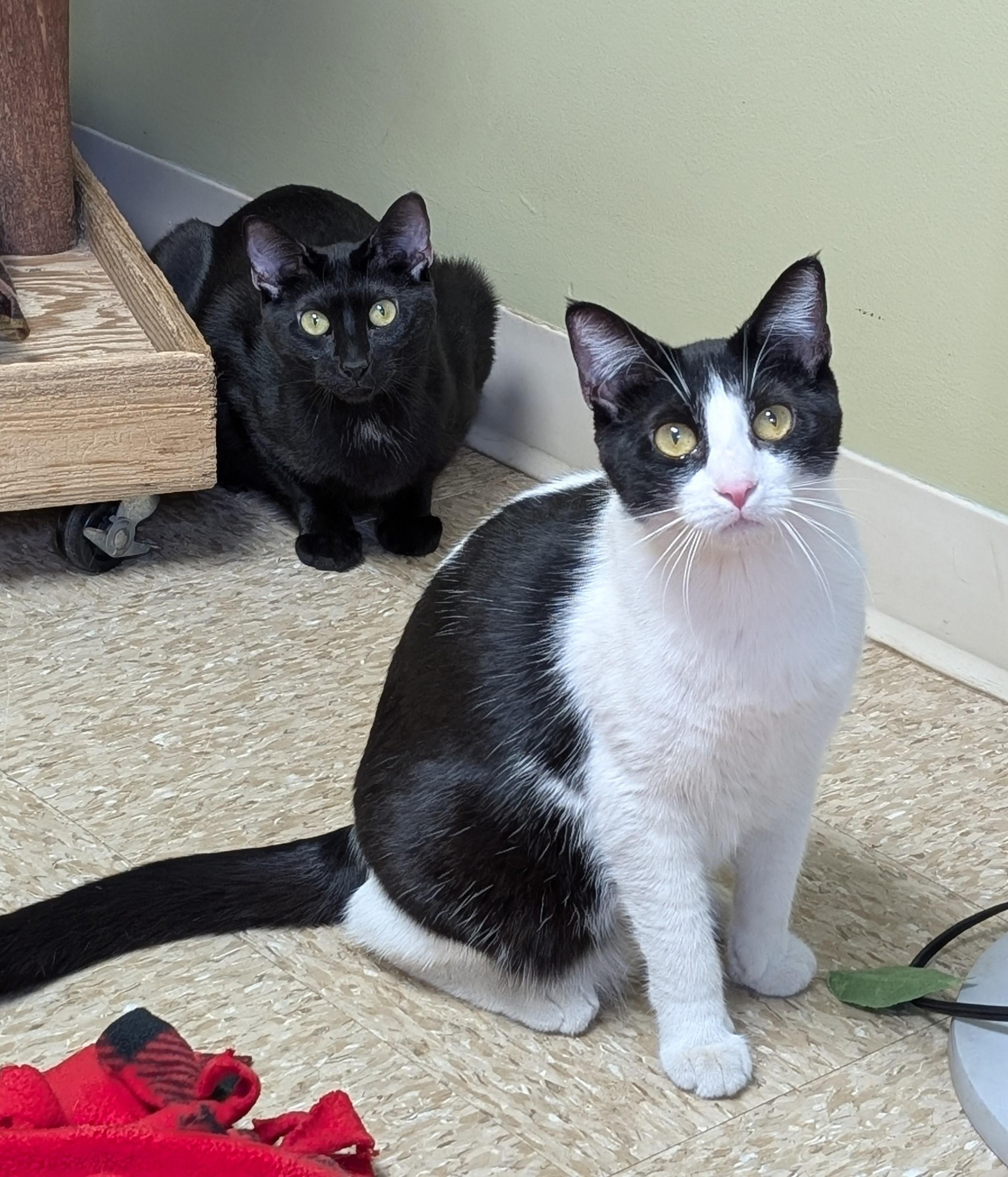 Enlarge Destiny, a Adoptable Domestic Short Hair in Hastings, NE image 4/5