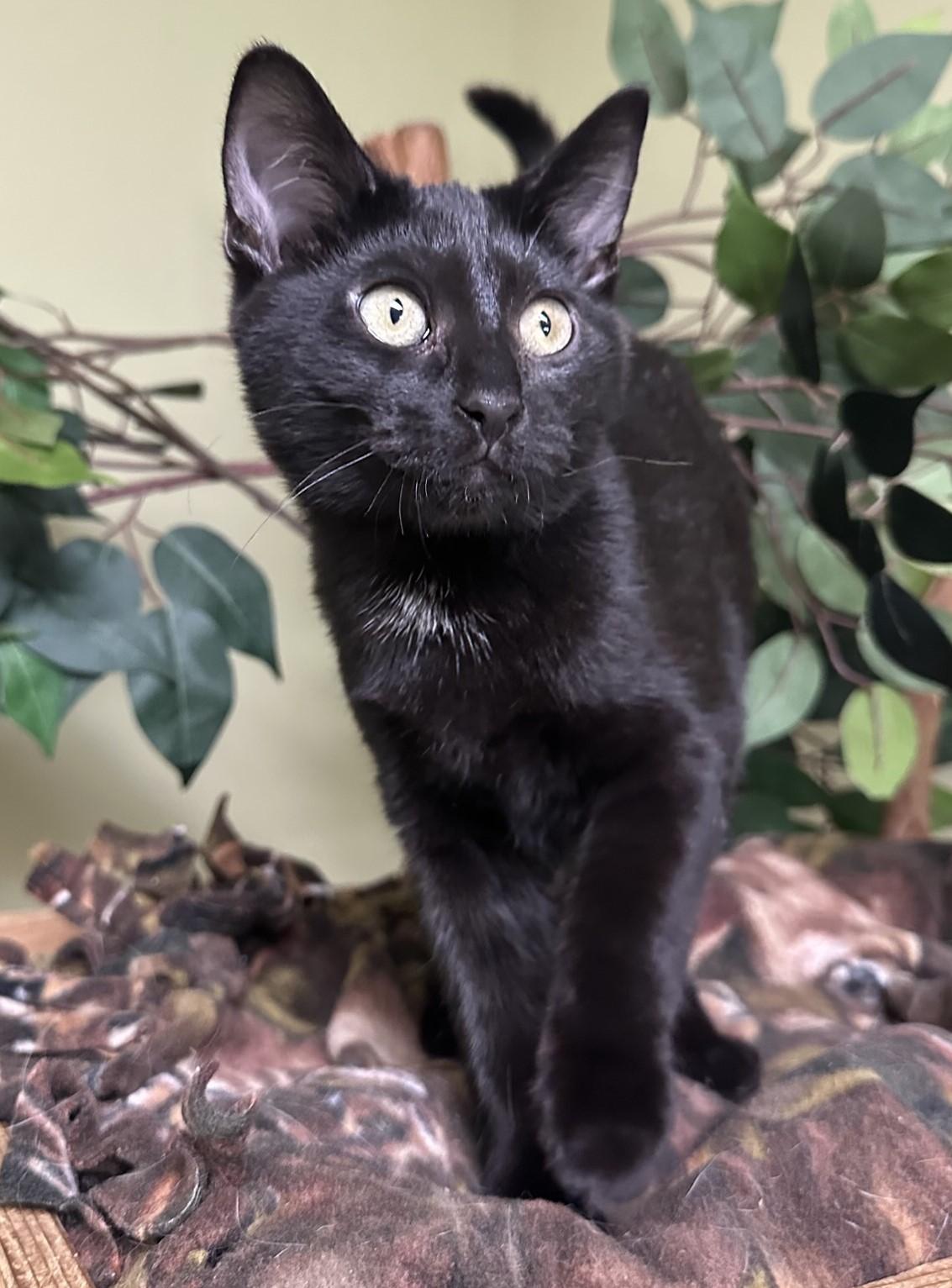 Enlarge Destiny, a Adoptable Domestic Short Hair in Hastings, NE image 3/3